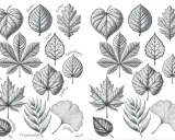 Eine vorlage blatt zum ausdrucken mit verschiedenen Baumblättern wie Linde, Buche, Eiche, Kastanie, Ahorn, Pappel, Ginkgo und mehr.