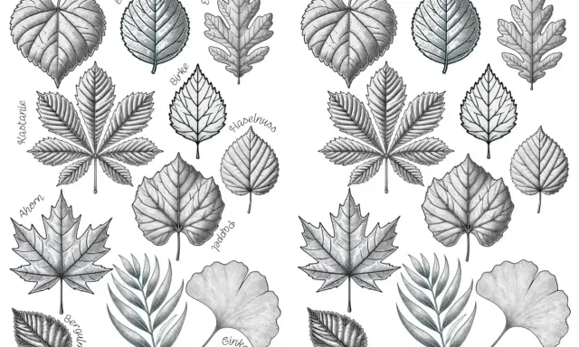 Eine vorlage blatt zum ausdrucken mit verschiedenen Baumblättern wie Linde, Buche, Eiche, Kastanie, Ahorn, Pappel, Ginkgo und mehr.
